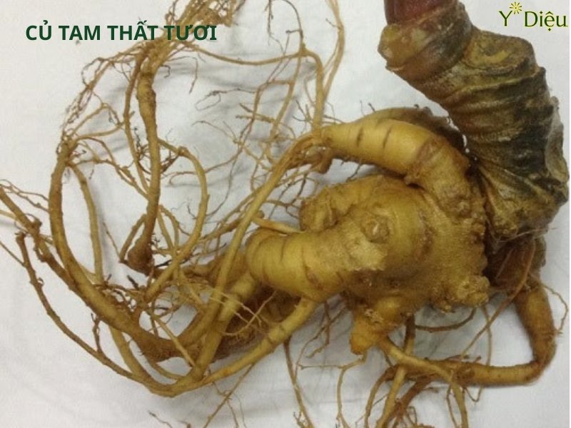 Củ Tam Thất Tươi, Tác Dụng Và Cách Sử Dụng Hiệu Quả